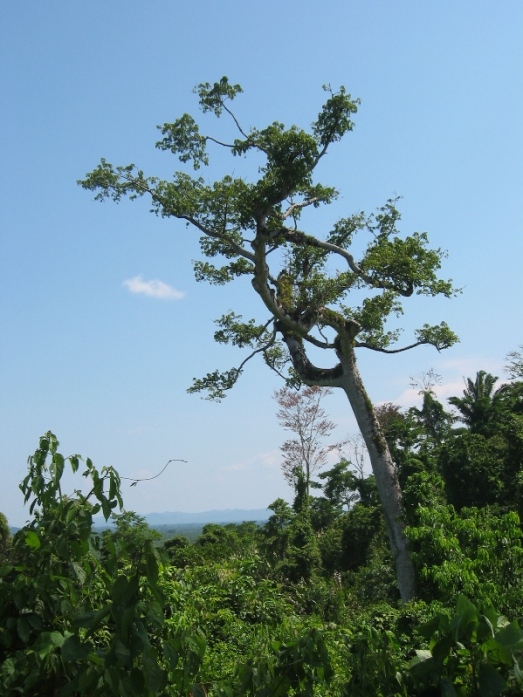 Ceiba tree on the way to Nim Li Punit.  Several years ago a hurricane wiped out most of the lone-standing big trees in Toledo District.  (Photo by Joan Fry)