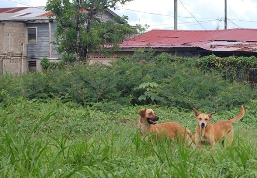 In popular tourist areas, feral dogs like this are routinely fed meat laced with strychnine before the season opens.  (Photo by www.wired.co.uk) 